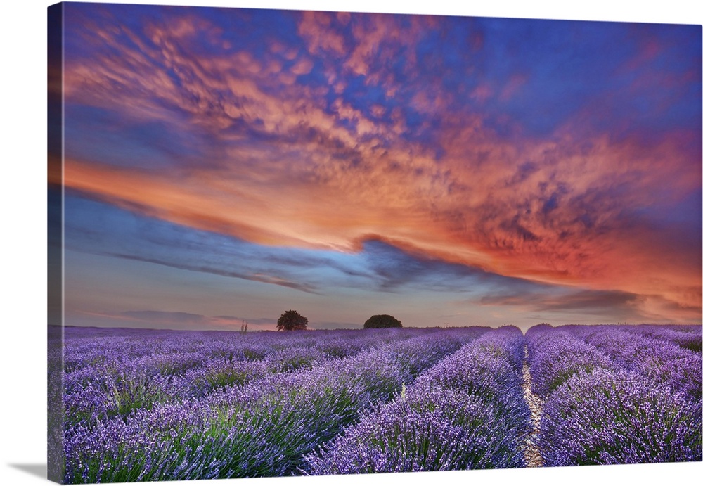 Lavender field and burning clouds. France, Provence-Alpes-Cote d'Azur, Alpes de Haute Provence, Forcalquier, Valensole, Va...