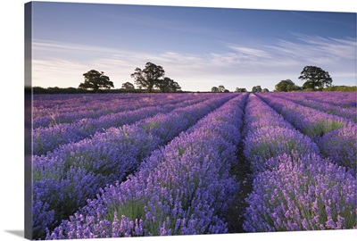 Lavender field at dawn, Somerset, England