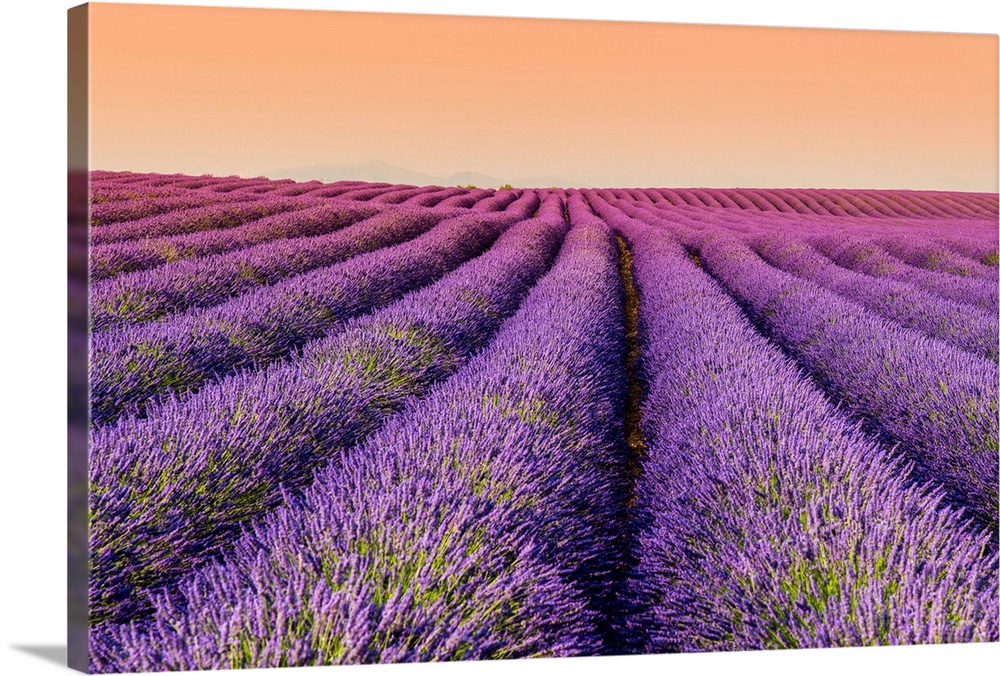 Lavender field at sunset, Plateau de Valensole, Provence, France.