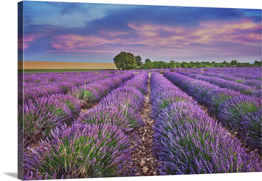 Lavender field. France, Provence-Alpes-Cote d'Azur, Alpes de Haute Provence, Forcalquier, Valensole, Valensole. Allemagne....