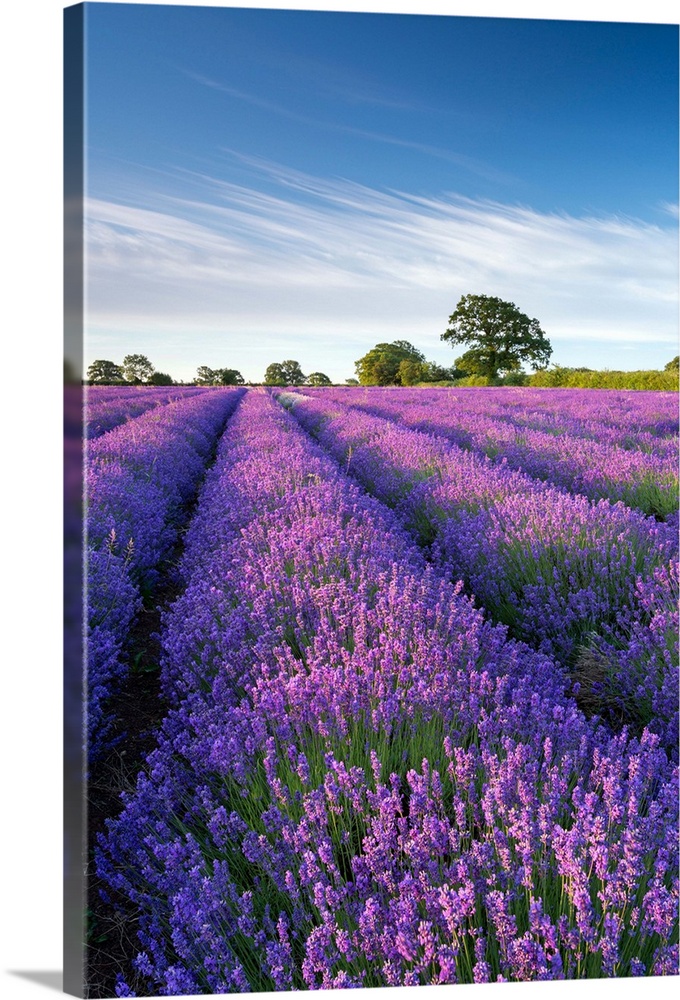Lavender field in flower, Faulkland, Somerset, England. Summer (July) 2014.
