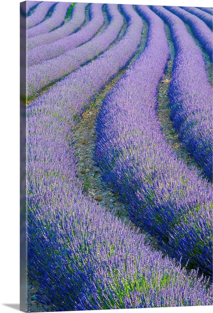 Lavender Field near Valensole, Provence-Alpes-Cote d'Azur, France