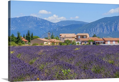 Lavender Field With Puimoisson, Provence-Alpes-Cote d'Azur, France