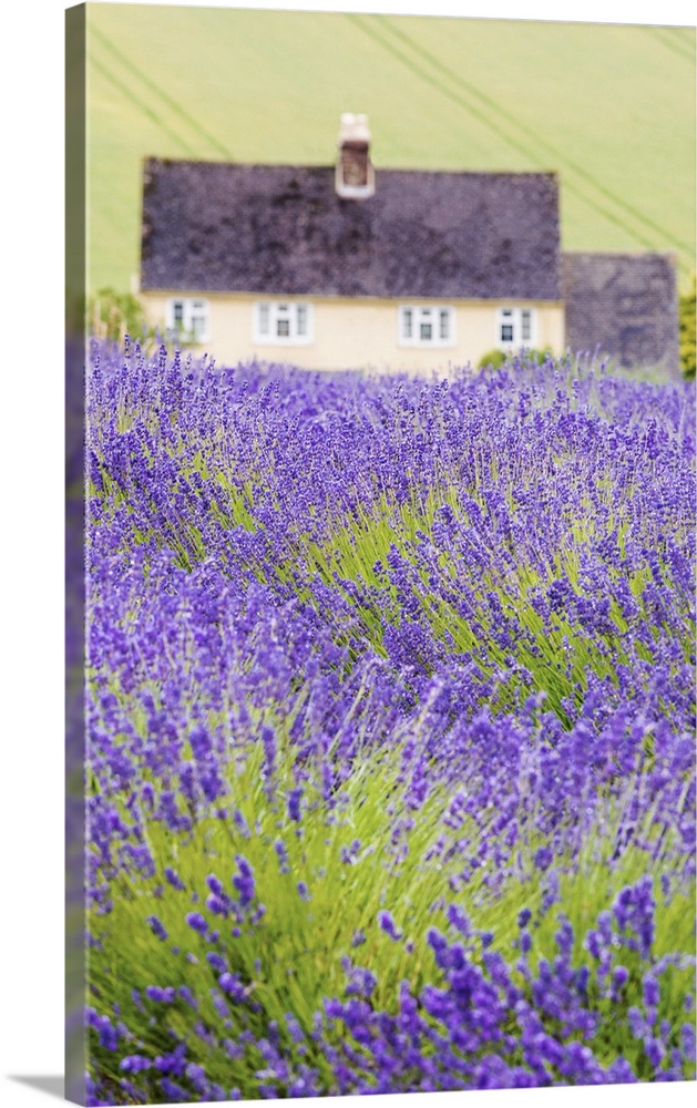 Lavender fields, Cotswolds, Worcestershire, UK