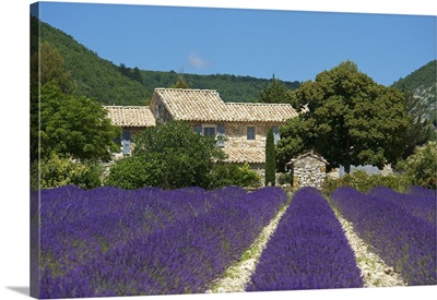Lavender near Banon, Provence, Provence-Alpes-Cote d'Azur, France