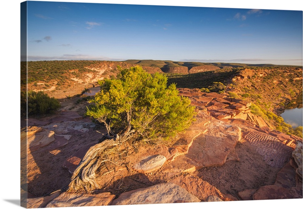 Kalbarri National Park, Kalbarri, Western Australia, Australia. Leaning tree at Murchison River Gorge at sunrise.