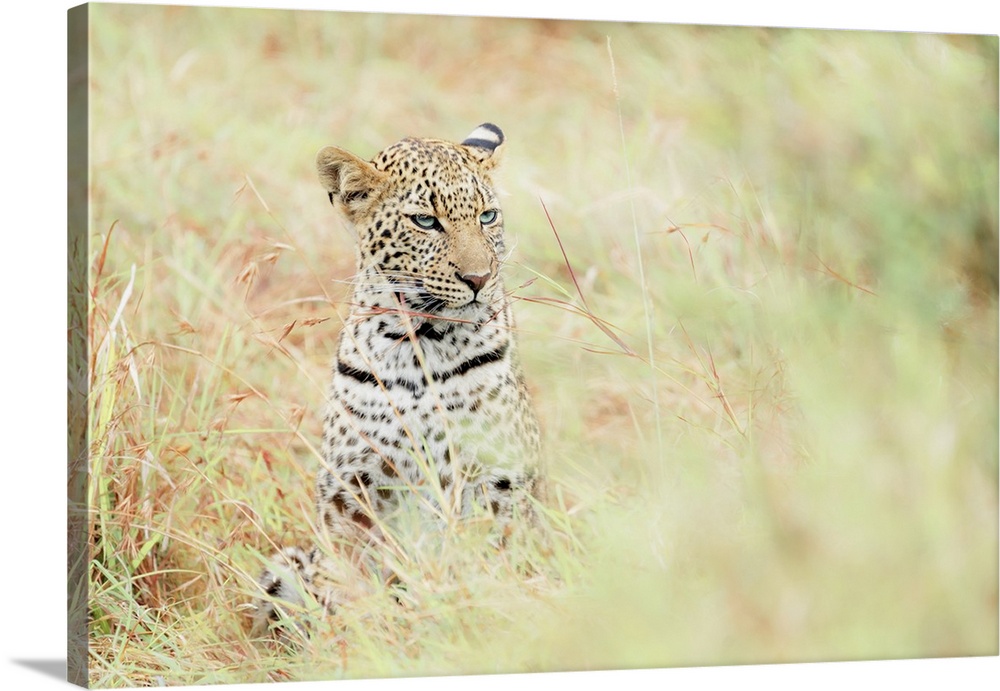 Leopard cub in the Masaimara, Kenya