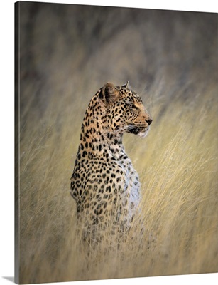 Leopard, Kalahari Desert, Botswana