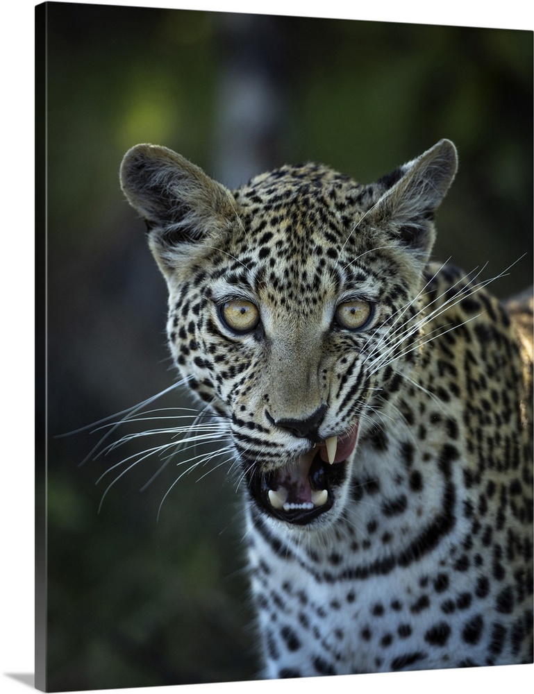 Leopard, Okavango Delta, Botswana.