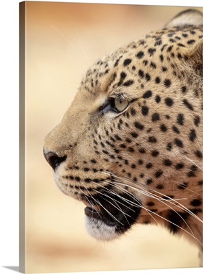 Leopard, Okonjima Nature Reserve, Namibia