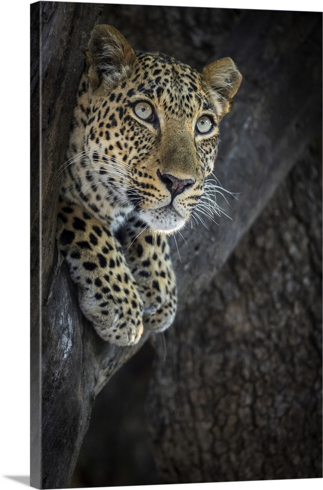 Leopard resting in tree, South Luangwa National Park, Zambia.