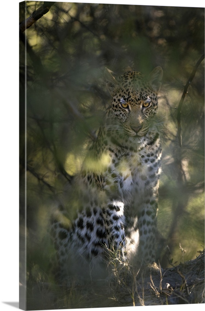 Leopard Staring Out Of Thick Bushes, Okavango Delta, Botswana