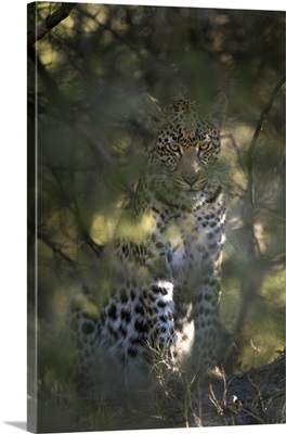 Leopard Staring Out Of Thick Bushes, Okavango Delta, Botswana