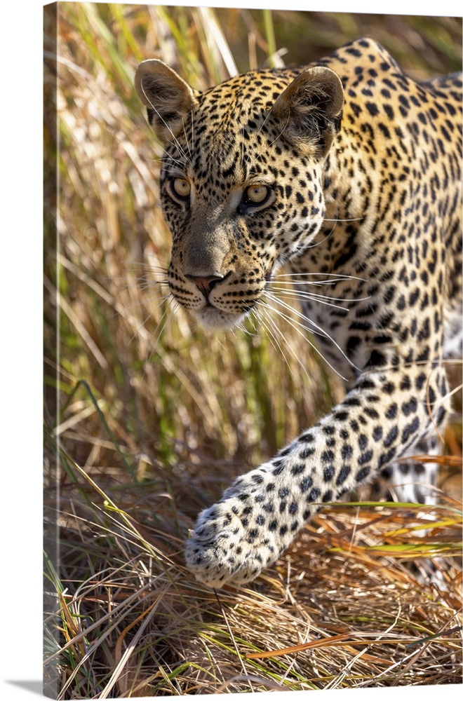 Leopard Walking, Okavango Delta, Botswana