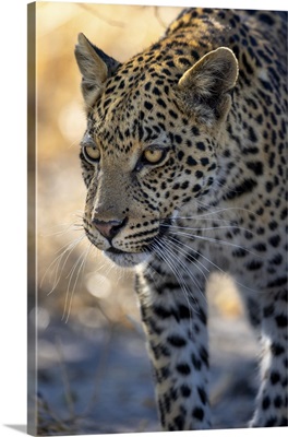 Leopard Walking, Okavango Delta, Botswana