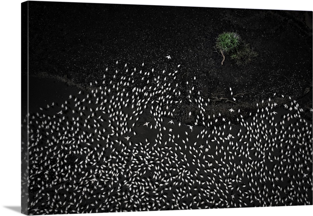 Aerial view of lesser and greater flamingos gathering in Lake Bogoria, rift valley, Kenya