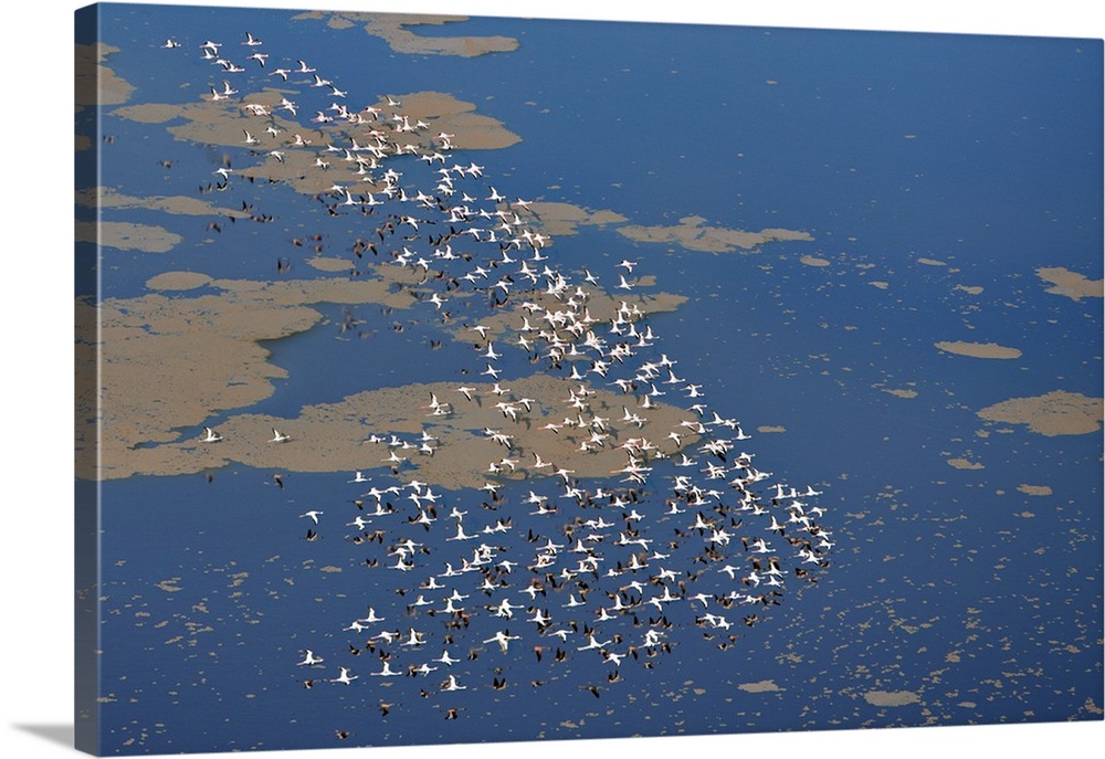 Lesser flamingos flying over Lake Logipi, a seasonal alkaline or soda lake at the northern end of the Suguta Valley.