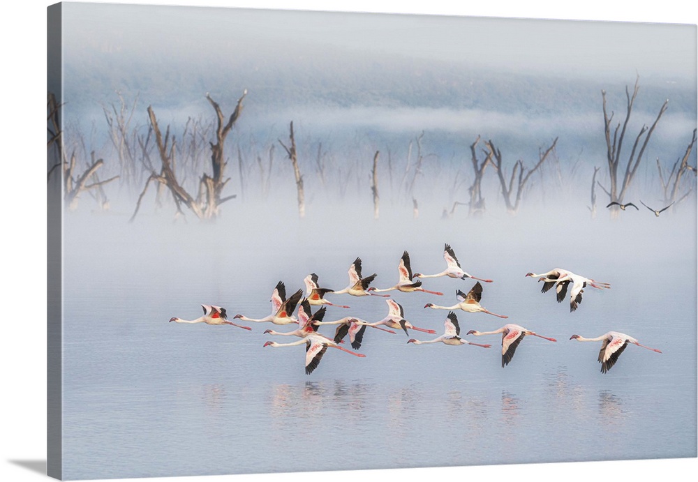 lesser flamingos (Phoeniconaias minor) in Lake Nakuru National Park, Kenya