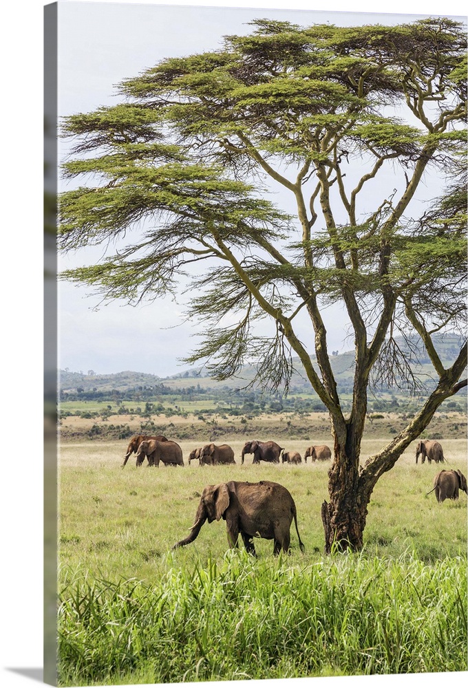 Kenya, Meru County, Lewa Wildlife Conservancy. A herd of elephants near a yellow-barked Acacia tree.