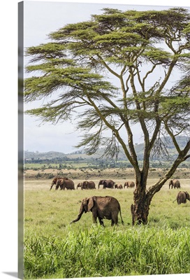 Lewa Wildlife Conservancy, A herd of elephants near a yellow-barked Acacia tree