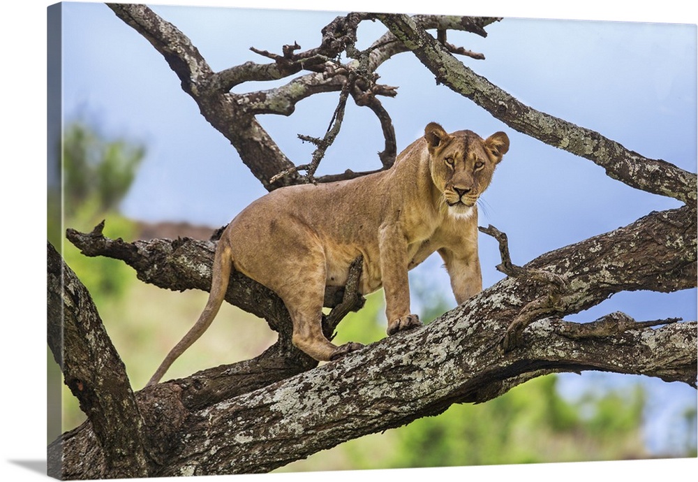 Kenya, Meru County, Lewa Wildlife Conservancy. A Lioness eyeing her potential prey from a vantage point on a dead tree.