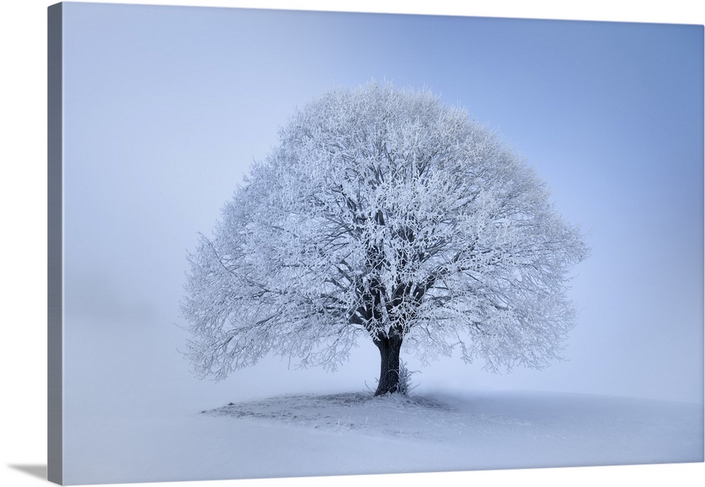 Lime tree with hoar frost in winter. Germany, Bavaria, Upper Bavaria, Miesbach, Irschenberg. Bavaria, Western Europe, Germ...