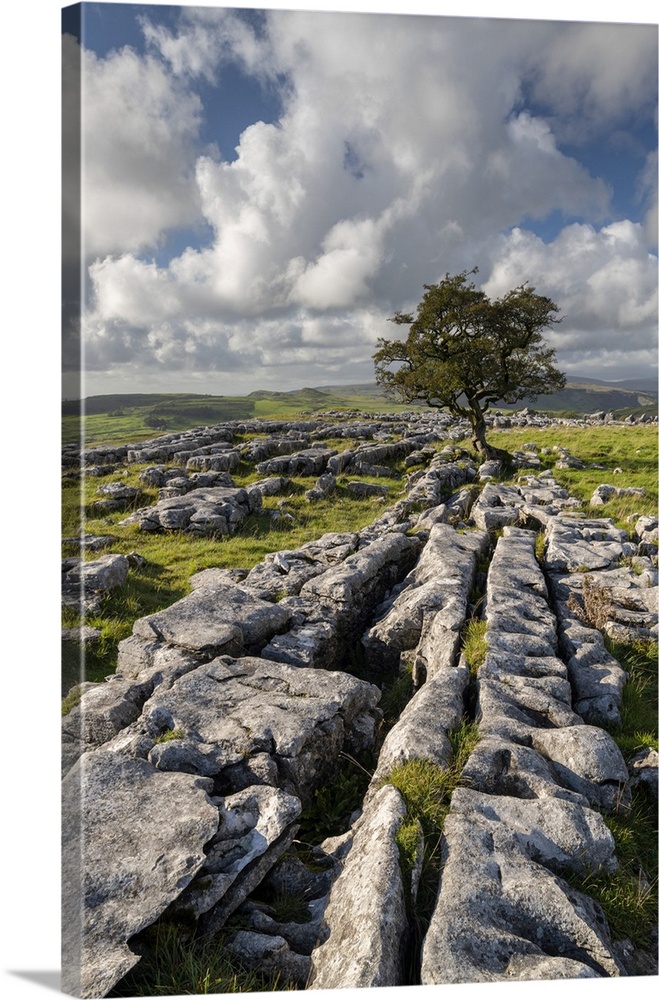Limestone pavement and lone hawthorn tree at Winskill Stones, Yorkshire Dales National Park, North Yorkshire, England. Aut...