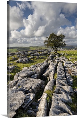 Limestone Pavement And Lone Hawthorn Tree, Yorkshire Dales, England, Autumn October 2021