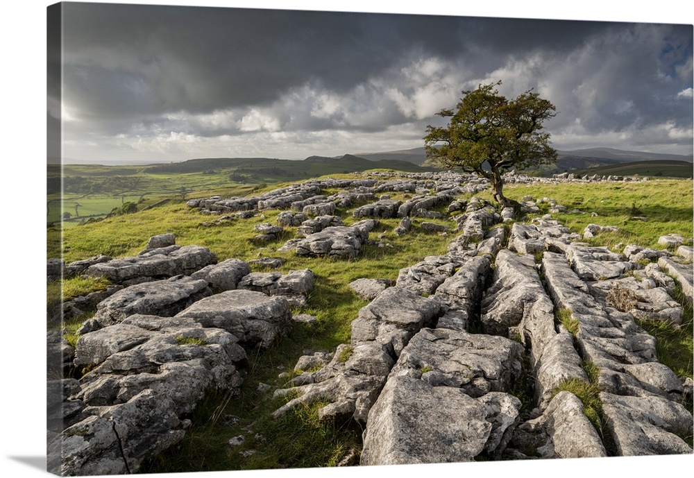 Limestone pavement and lone hawthorn tree at Winskill Stones, Yorkshire Dales National Park, North Yorkshire, England. Aut...
