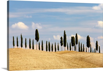 Line Of Cypress Trees, Tuscany, Italy