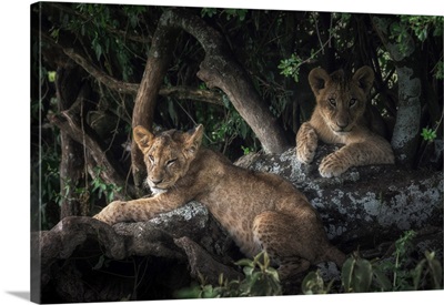 Lion Cubs In Lake Nakuru National Park, Kenya