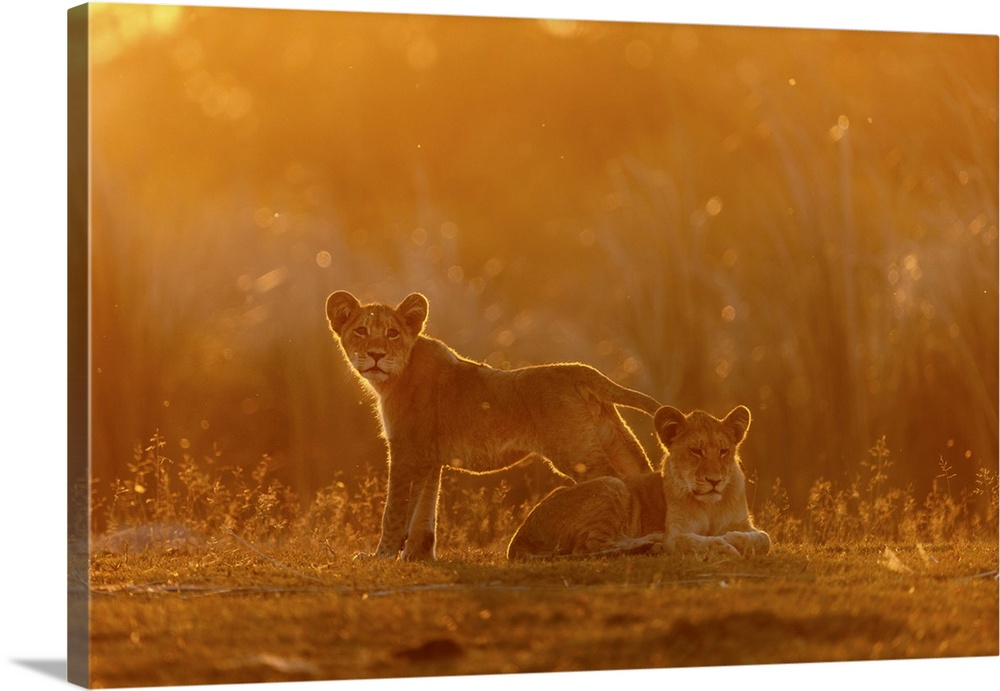 Lion Cubs Sitting In Golden Light At Sunset, Okavango Delta, Botswana