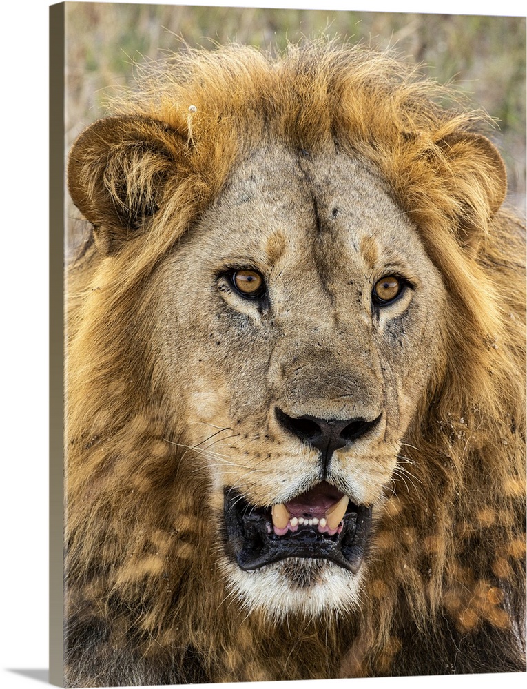 Lion (Panthera leo), Male, Savuti, Chobe National Park, Botswana, Africa. Chobe National Park, Africa, Botswana.