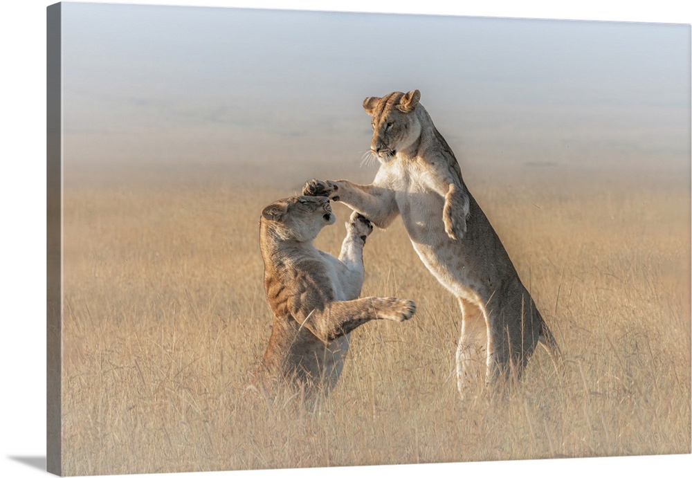 Lioness in a misty morning in the Maasai Mara, Kenya