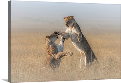 Lioness In A Misty Morning In The Maasai Mara, Kenya