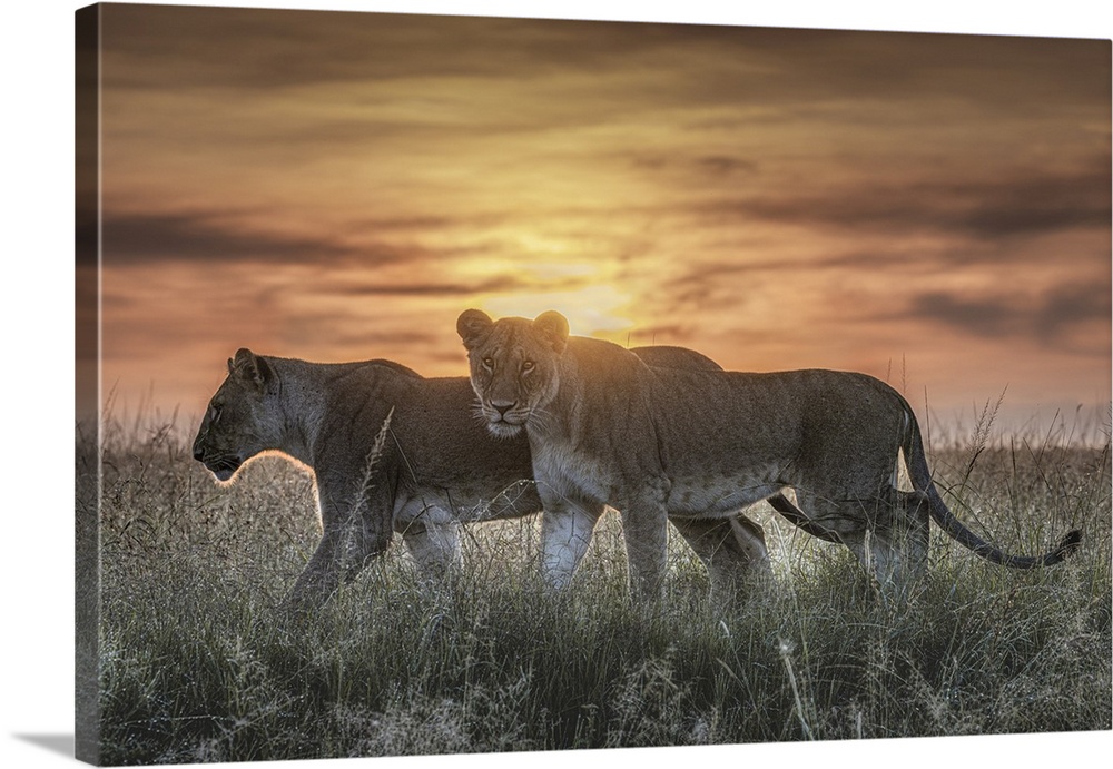 Lioness in a misty sunrise in the Masaimara, Kenya