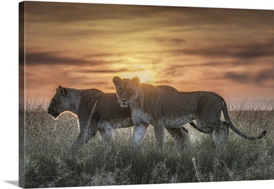 Lioness In A Misty Sunrise In The Masaimara, Kenya