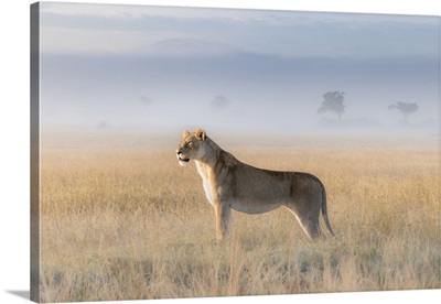 Lioness In A Misty Sunrise In The Masaimara, Kenya