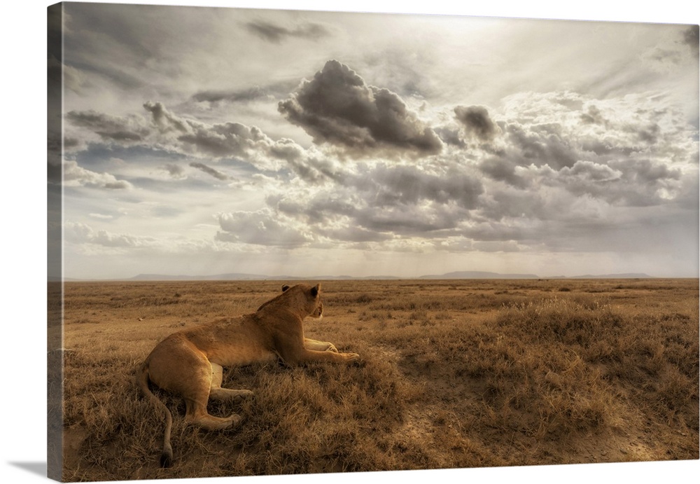 Lioness resting in the Serengeti plains, Tanzania