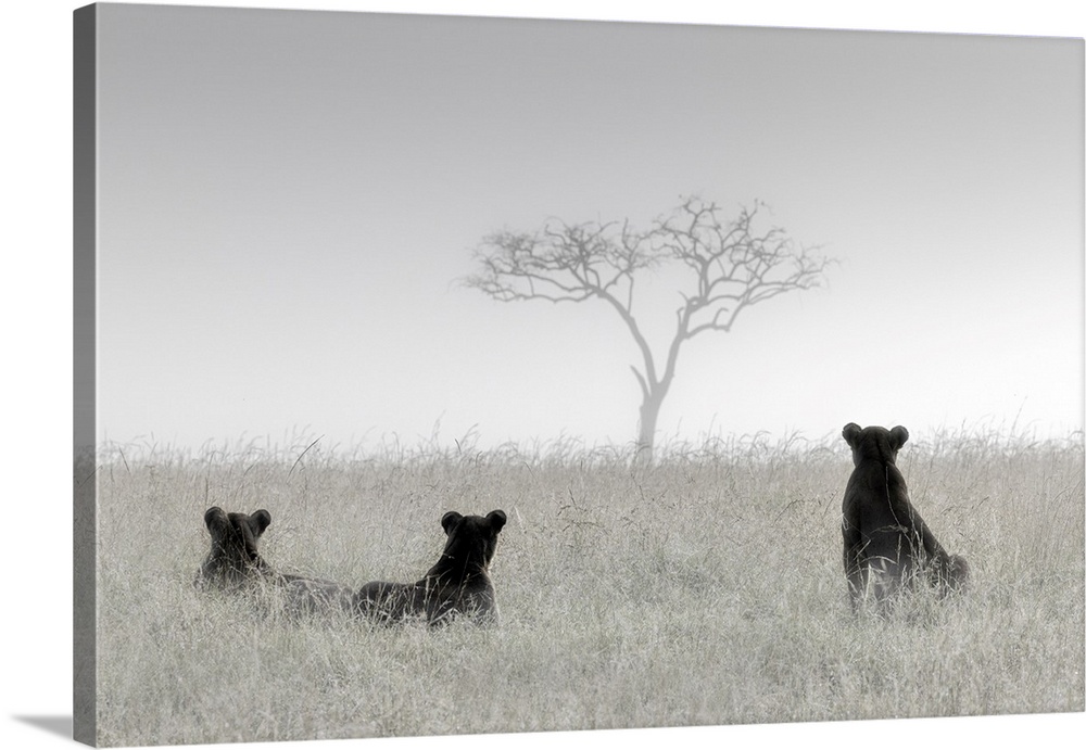 Lionesses in the mist, Masai Mara, Kenya