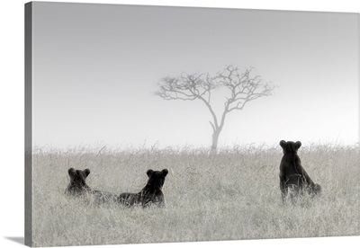 Lionesses In The Mist, Masai Mara, Kenya