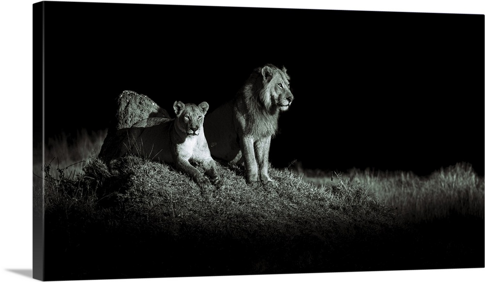 Lions, Okavango Delta, Botswana