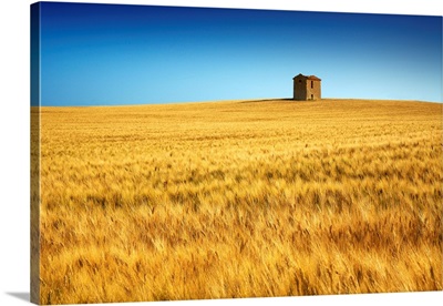 Lone Barn In Field Of Barley, Near Puimoisson, Alpes De Haute, Provence, France