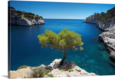 Lone Pine Tree, Les Calanques, Cassis, Provence, France