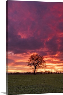 Lone Tree At Sunrise, Norfolk, England