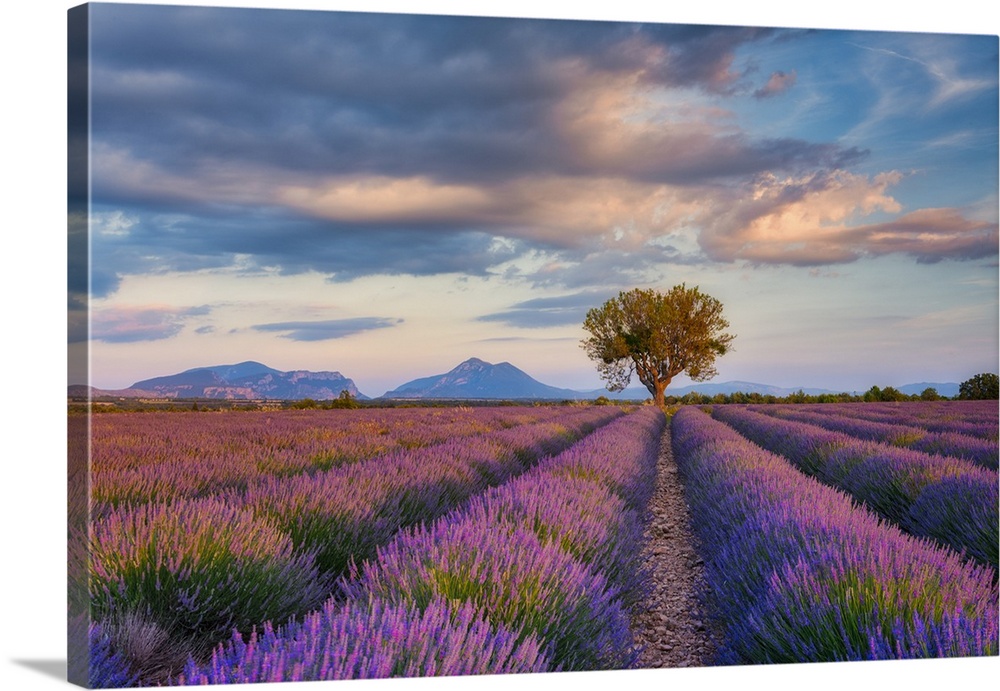 Lone Tree (almond tree) in blooming Lavender field (Lavendula augustifolia), Valensole, Plateau de Valensole, Alpes-de-Hau...