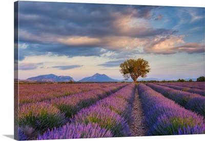 Lone Tree In Blooming Lavender Field, Provence-Alpes-Cote d'Azur, France