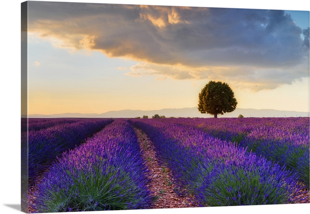 Lone tree in Lavender field (Lavendula augustifolia) at sunset, Provence-Alpes-Cote d'Azur, Alpes de Haute Provence, Pullm...