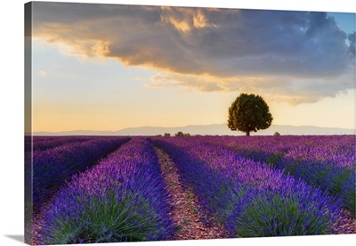 Lone Tree In Lavender Field, Provence-Alpes-Cote d'Azur,  France