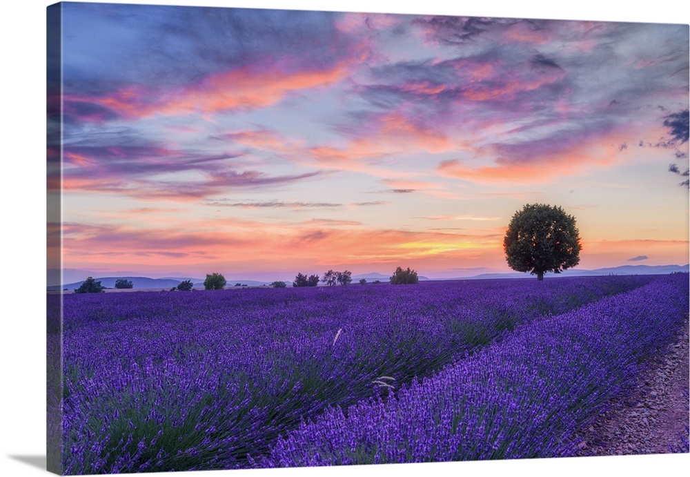 Lone tree in Lavender field (Lavendula augustifolia) at sunset, Provence-Alpes-Cote d'Azur, Alpes de Haute Provence, Pullm...